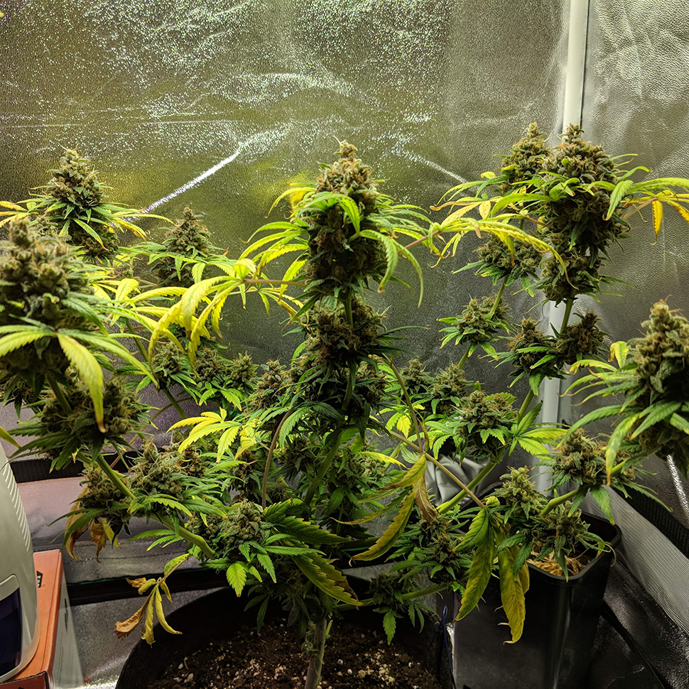 Black Domina feminised Black Domina feminised